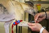 WHIPPET - GARROT PRISE DE SANG 161